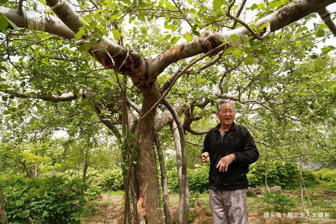 新澳门游戏网站入口农村40年苹果树经过“手术”1棵能卖5000元看看啥样子(图5)