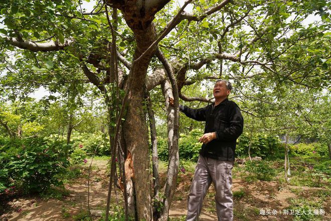 新澳门游戏网站入口农村40年苹果树经过“手术”1棵能卖5000元看看啥样子(图9)