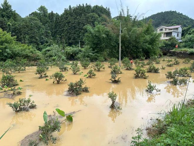 新澳门游戏网站入口暴雨过后金桔果园应急管理措施(图3)