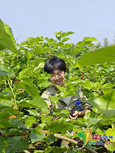 四川富顺县组织志愿者开展桑葚采摘活动(图1)