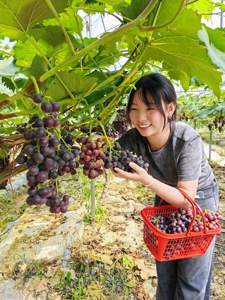 仁怀市鲁班街道：葡萄香满园快来体验采摘乐趣(图2)