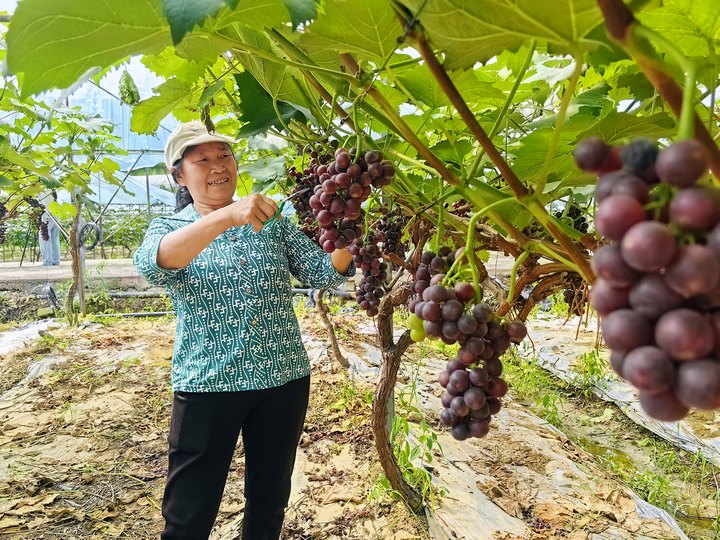 仁怀市鲁班街道：葡萄香满园快来体验采摘乐趣(图5)